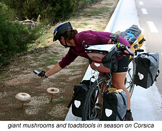 giant mushrooms on Corsica