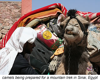 camels being prepared for a mountain trek in Sinai, Egypt