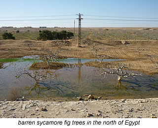 sycamore fig trees in the north of Egypt