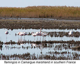 flamingos in Camargue marchlands in southern France
