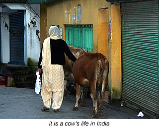 it is a cow's life in India