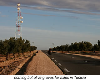 olives trees line tunisian roads