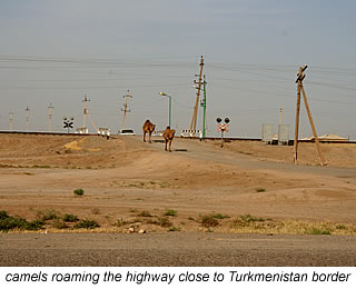 turkmenistan camels on highway