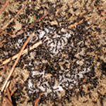 toru tips feed the ants